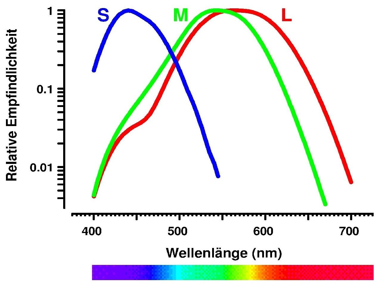 Abb. 2: Spektrale Absorptionskurven der menschlichen Rot-, Grün- und Blauzapfen.